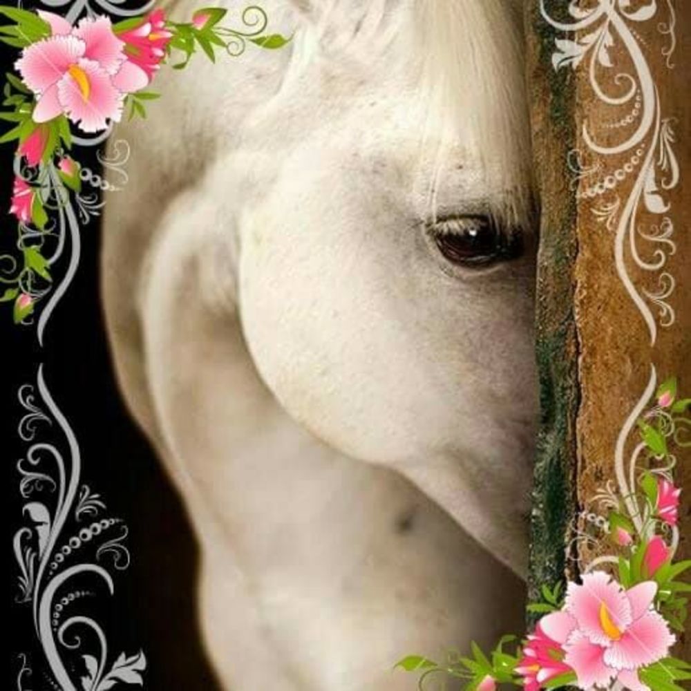 Meet your Posher, Diane